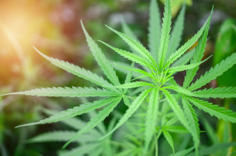 Marijuana in the Workplace